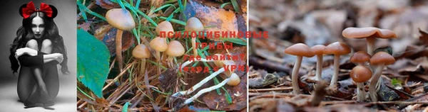 стафф Абаза